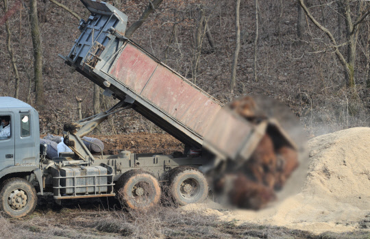 7일 오후 구제역 확진 판정을 받은 전북 정읍시 산내면 한 한우농가 인근에서 방역당국 관계자들이 살처분 된 소를 매몰하려고 준비하고 있다.